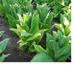 Harrow Velvet Tobacco Plant